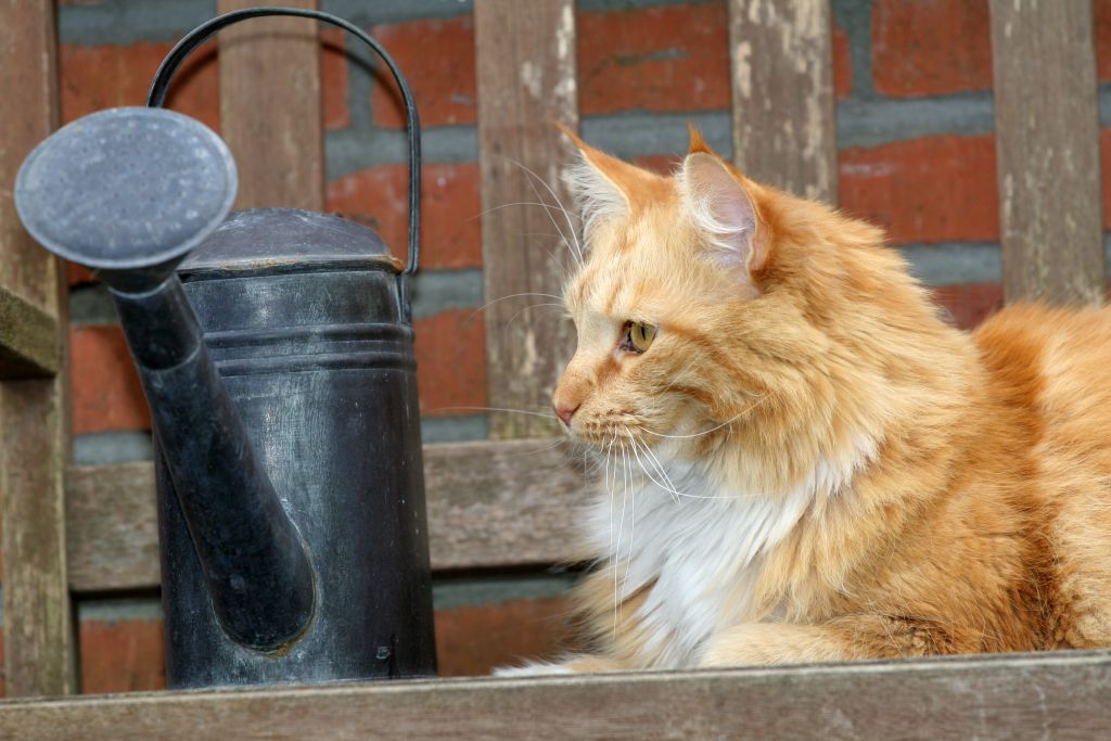 Biodegradable Cat Litter 