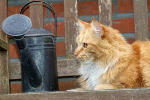 Biodegradable Cat Litter