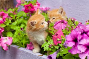 two kittens playing in the garden