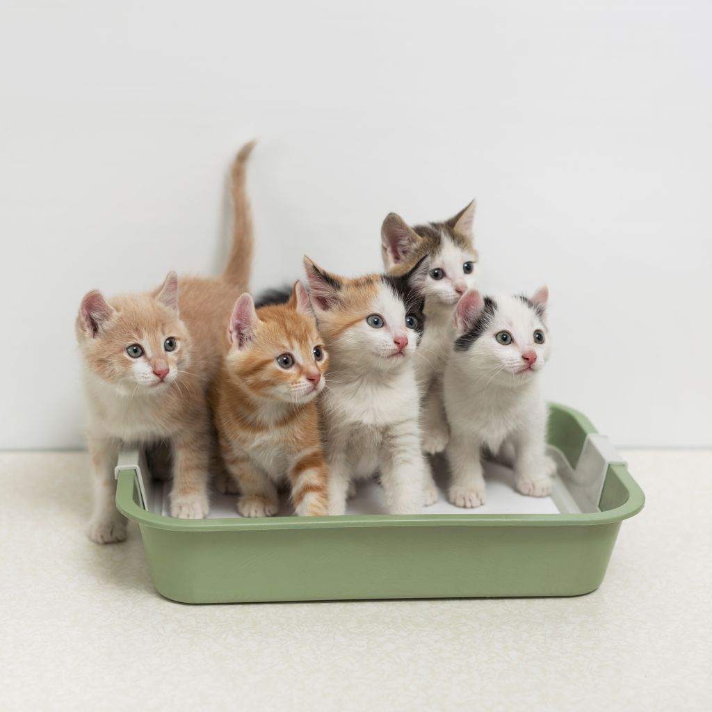What is The Best Cat Litter? What to Look for in Your Kitty Litter Brand