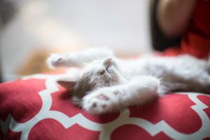 compostable cat & kitty litter