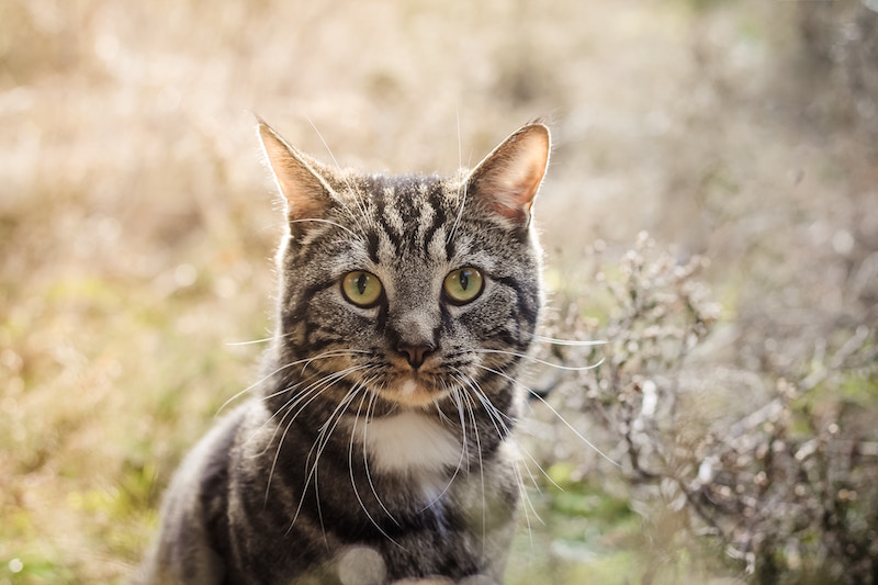 natural cat & kitty litter