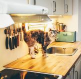 The Advantages of Cat Litter Home Delivery
