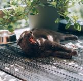 cat lying on a deck