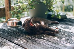 cat lying on a deck